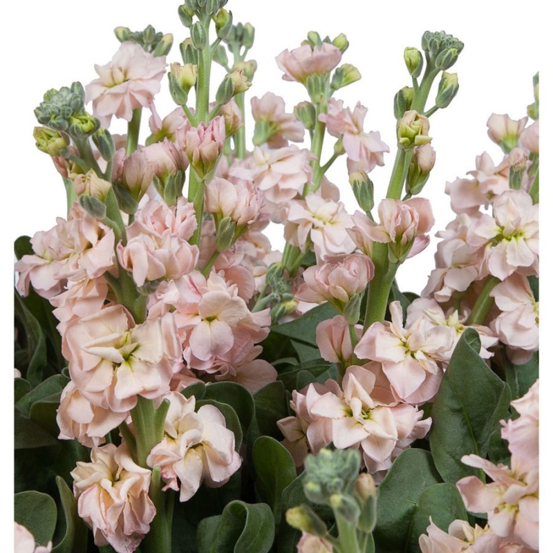 фото Букет "Обаяние" 