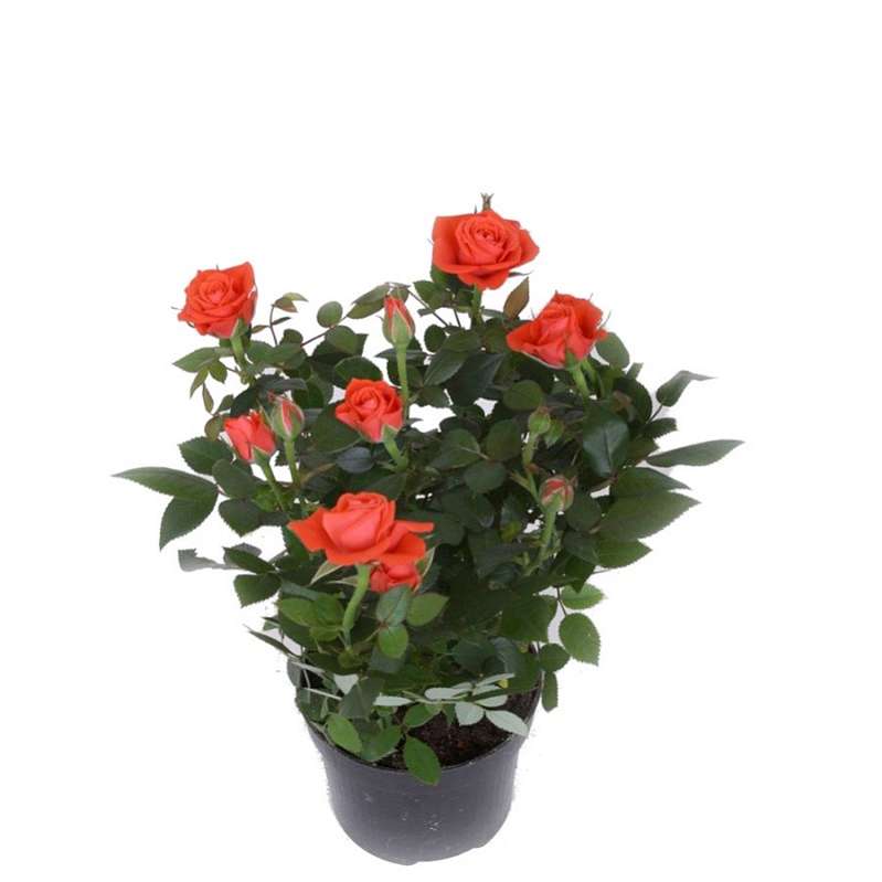 фото Роза Патио Д13см 