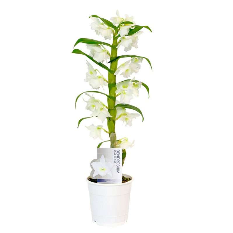 фото Дендробиум микс горш. 